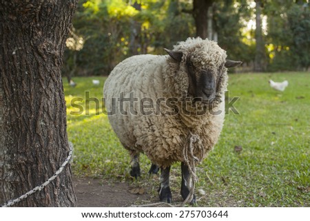 Three year old sheep in farm tied to a tree