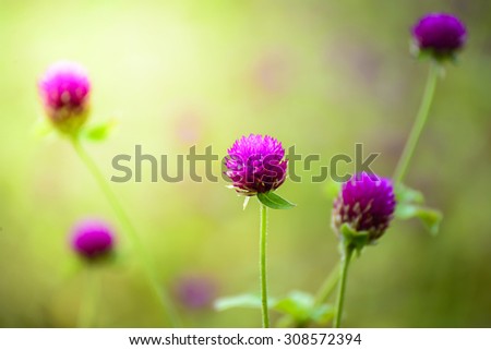 Close up of purple Globe Amaranth flower or Bachelor\'s Buttons