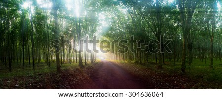 Panoramic landscape of dawn on the road in the para rubber garden at southern Thailand