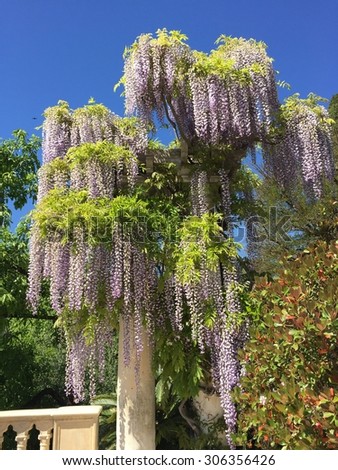 Wisteria Vine tree weeping willow with sky backdrop