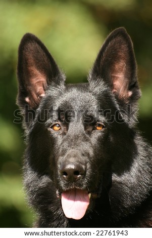 Black German Shepherd dog head in portrait tongue showing