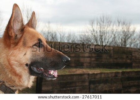 Tan German Shepherd Dog side view