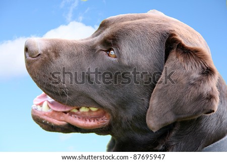 Labrador puppy dog chocolate
