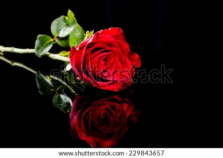 red rose  flower with reflection on black surface background