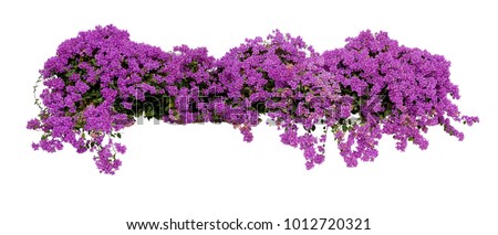 Similar – Purple flowers on bush