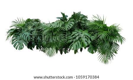 Tropical leaves foliage plant bush floral arrangement nature backdrop isolated on white background, clipping path included. Imagine de stoc © 