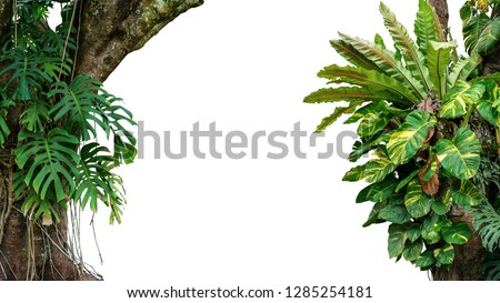 Nature frame of jungle trees with tropical rainforest foliage plants (Monstera, bird’s nest fern, golden pothos and forest orchid) growing in wild isolated on white background with clipping path.