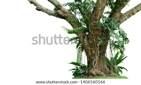 Jungle tree trunk with climbing Monstera (Monstera deliciosa), bird’s nest fern, philodendron and forest orchid green leaves tropical foliage plants isolated on white background with clipping path.