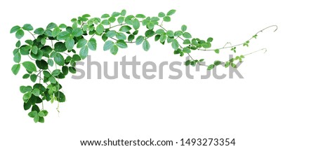 Bush grape or three-leaved wild vine cayratia (Cayratia trifolia) liana ivy plant bush, nature frame jungle border isolated on white background, clipping path included. 