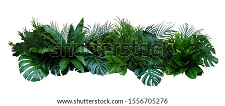 Green leaves of tropical plants bush (Monstera, palm, fern, rubber plant, pine, birds nest fern) floral arrangement indoors garden nature backdrop isolated on white background, clipping path included. Imagine de stoc © 