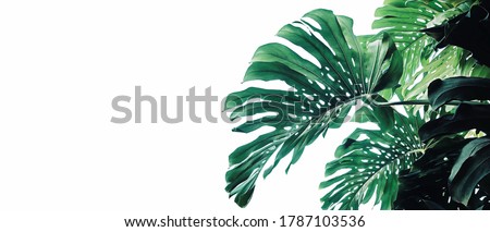 Tropical leaves pattern foliage plant bush Monstera (Monstera deliciosa) nature frame layout on white background for banner and cover page, tropical summer houseplant and forest concepts.