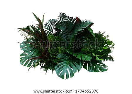 Tropical foliage plant bush (Monstera, palm leaves, Calathea, Cordyline or Hawaiian Ti plant, ferns, and fir) floral arrangement indoor garden nature backdrop isolated on white with clipping path.
