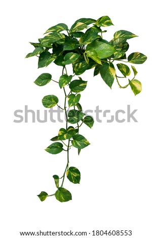 Heart shaped green variegated leave hanging vine plant bush of devil’s ivy or golden pothos (Epipremnum aureum) popular foliage tropical houseplant isolated on white with clipping path. Foto d'archivio © 