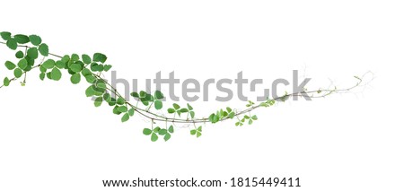 Bush grape or three-leaved wild vine cayratia (Cayratia trifolia) liana ivy plant bush, nature frame jungle border isolated on white background, clipping path included. ストックフォト © 