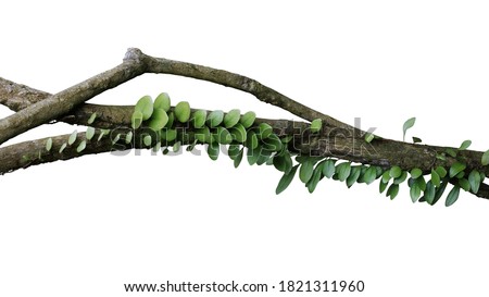 Tropical rainforest Dragon scale fern (Pyrrosia piloselloides)  epiphytic creeping plant with round fleshy green leaves growing on jungle liana vine plant isolated on white with clipping path.