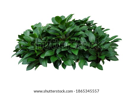 Green leaves hosta plant bush, lush foliage tropic garden plant isolated on white background with clipping path.