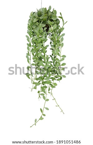 Hanging vine plant succulent leaves of epiphytic plant (Dischidia sp.) in tropical rainforest garden, indoor houseplant isolated on white background with clipping path.	