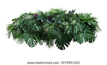Tropical leaves foliage plant jungle bush floral arrangement nature backdrop with Monstera and tropic plants palm leaves isolated on white background, clipping path included.