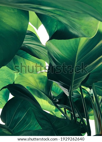Abstract tropical green leaves pattern on white background, lush foliage of giant golden pothos or Devil’s ivy (Epipremnum aureum) the tropic plant.