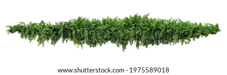 Green leaves tropical foliage plant bush of cascading Fishtail fern or forked giant sword fern (Nephrolepis spp.) the shade garden landscaping shrub plant isolated on white background, clipping path. Stockfoto © 