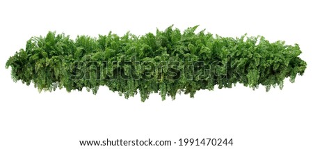 Tropical foliage plant bush, cascading hanging Fishtail fern or forked giant sword fern (Nephrolepis spp.) the shade garden landscaping shrub plant isolated on white with clipping path.