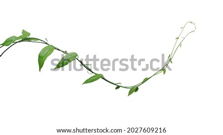 Twisted jungle vines climbing plant isolated on white background with clipping path. Green leaves vines of Tiliacora triandra medicinal plant native to Southeast Asia.