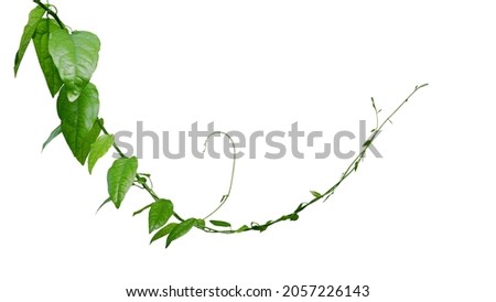 Twisted jungle vines climbing plant isolated on white background with clipping path. Green leaves vines of Tiliacora triandra medicinal plant native to Southeast Asia.