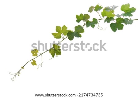 Grape leaves vine plant hanging branch grapevine with tendrils isolated on white background, clipping path included.	 ストックフォト © 