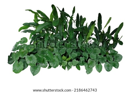 Image, Stock Photo Fern heart Nature Plant