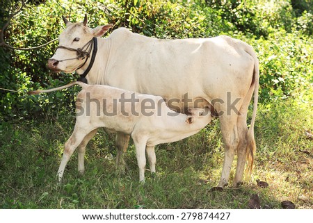 Cow calf suckling milk from its mother in grove background, vintage style color