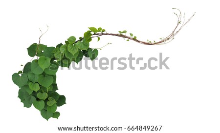 Similar – Image, Stock Photo Detail of thin branches with small yellow flowers