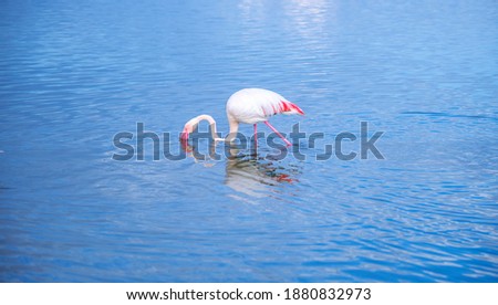 Shutterstock Puzzlepix