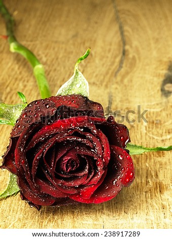 Red rose flower on a wooden table with drops of dew on the beautiful petals.