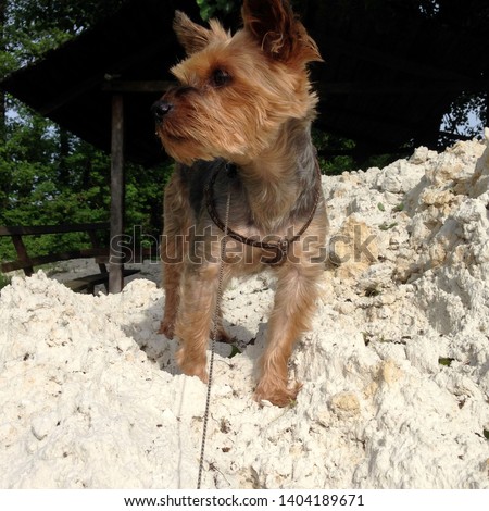 Macro photo nature dog Yorkshire terrier. Puppy dog ​​Yorkshire terrier sitting on a mountain of white sand. Dog breed yorkie terrier on the beach. Сток-фото © 