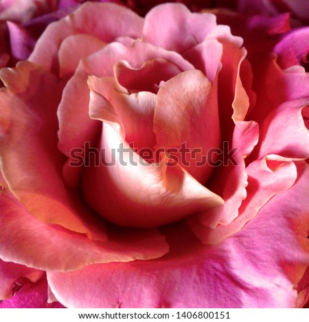 Macro photo nature blooming bud of a pink rose. Background opened rose bud. Rosebud with pink petals.