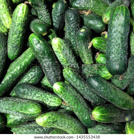 Macro Photo food vegetable cucumber. Texture background food vegetables ripe juicy cucumbers. Image food product vegetable green cucumber