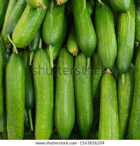 Macro photo green cucumbers. Stock photo food vegetable fresh cucumbers