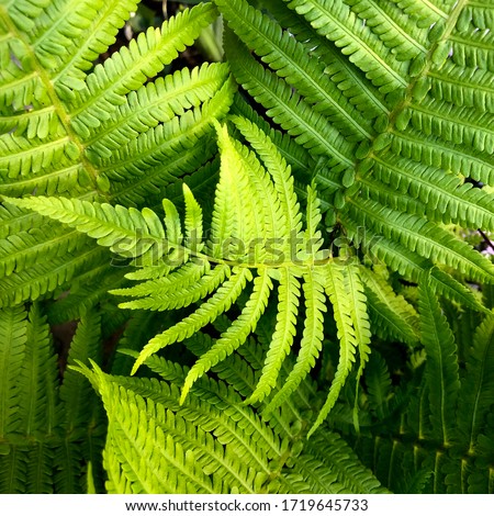 macro Photo of green fern petals. Stock photo  plant fern blossomed. Fern on the background of green plants.