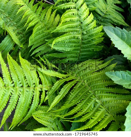 macro Photo of green fern petals. Stock photo  plant fern blossomed. Fern on the background of green plants.