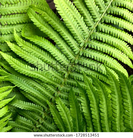 macro Photo of green fern petals.  The green  plant fern blossomed. Stock photo nature Fern  background green plant.