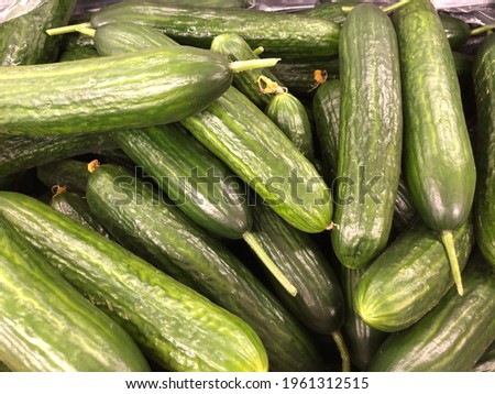 Macro photo fresh cucumber. Stock photo green vegetable cucumber background