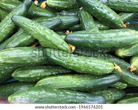 Macro photo green cucumber. Stock photo vegetable fresh cucumber  background