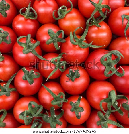 Macro photo red cherry tomato. Stock photo mini vegetable cherry tomatoes background