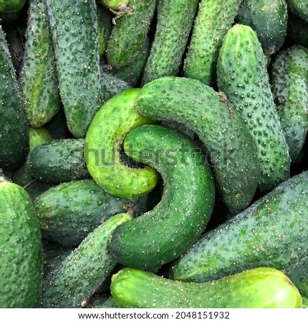 Macro photo green cucumbers. Stock photo vegetable green cucumber background