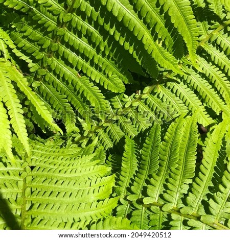 Macro photo plant fern. Stock illustration green fern in forest