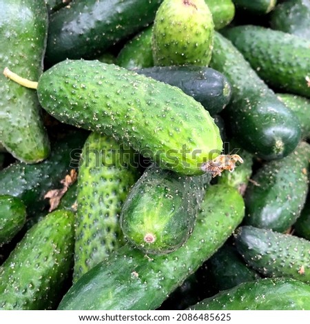 Macro photo green cucumber. Stock photo vegetable cucumbers background