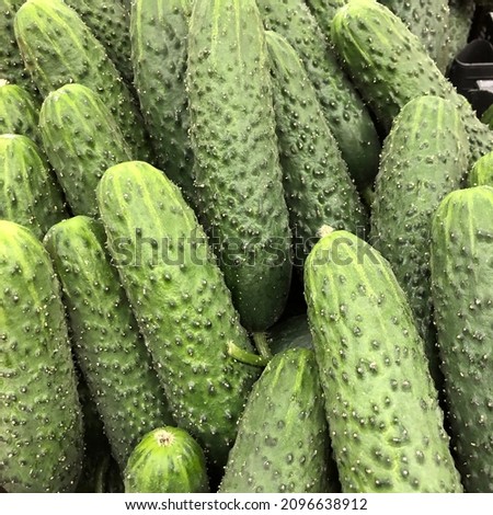 Macro photo green fresh cucumber. Stock photo vegetable cucumbers background