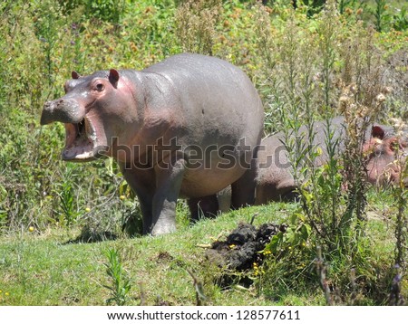 young hippopotamus in lake naivasha,  kenya,  africa