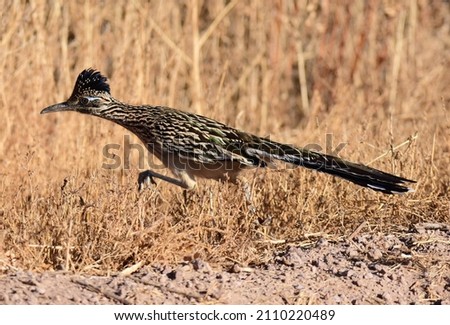 a greater roadrunner foraging in the brushlands in the bosque del apache national wildlife refuge near socorro, new mexico  Foto stock © 