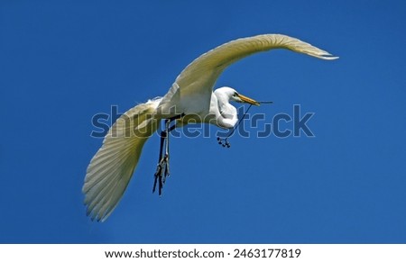 Similar – Image, Stock Photo Herons high up in the tree